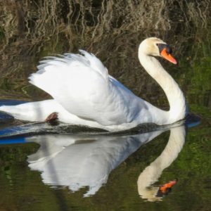 Avistamiento de aves en El Pardo