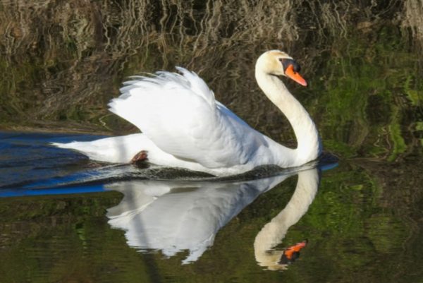 Avistamiento de aves en El Pardo