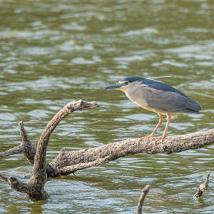 Avistamiento de aves en Madrid Río