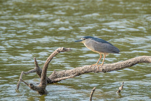 Avistamiento de aves en Madrid Río